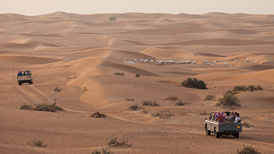 Desert Safari - Wyjazd na pustynię