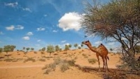 Wycieczka na pustynię - Desert Safari - Dubaj